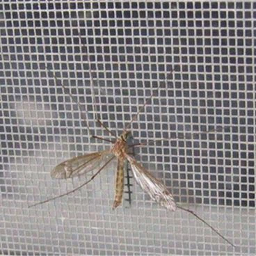 Lluita contra les mosquiteres